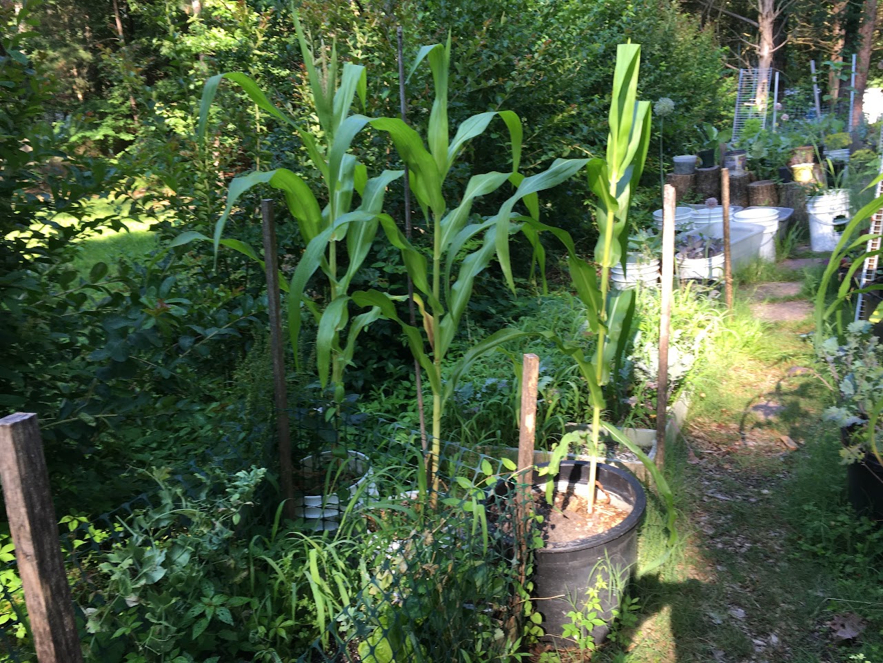 Image of a Garden